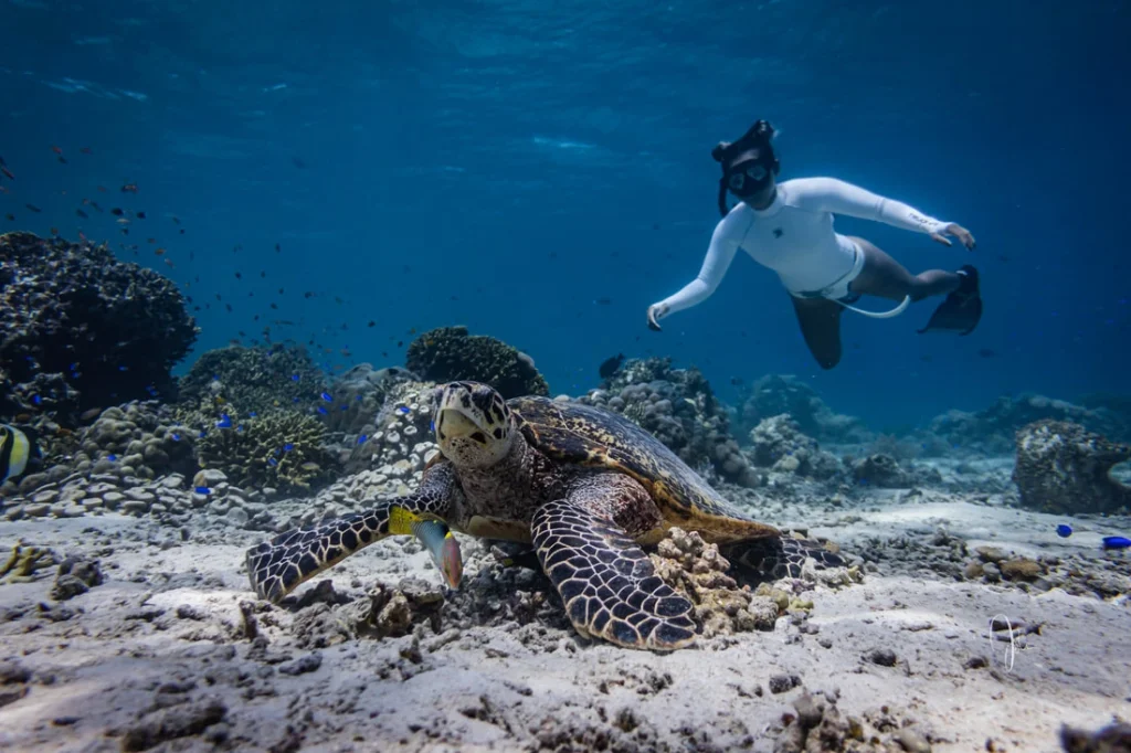 pulau menjangan tabuhan